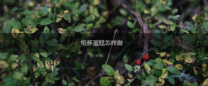 纸杯蛋糕怎样做,第1张