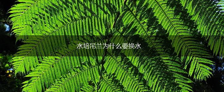 水培吊兰为什么要换水,第1张