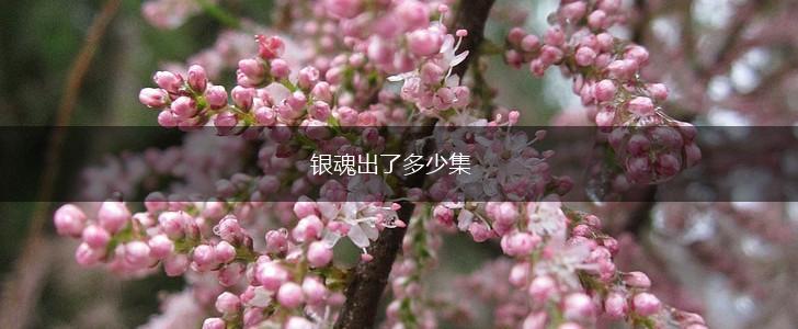 银魂出了多少集,第1张