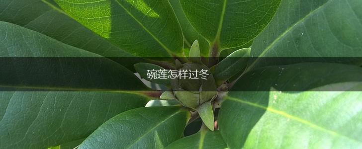 碗莲怎样过冬,第1张