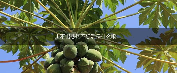 走不出悲伤不想活是什么歌,第1张