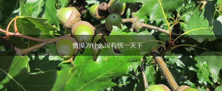 曹操为什么没有统一天下,第1张