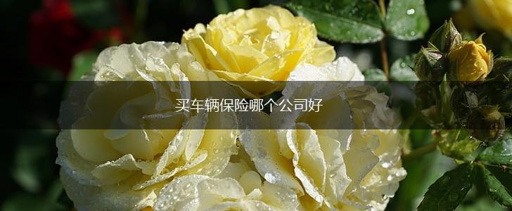 买车辆保险哪个公司好,第1张