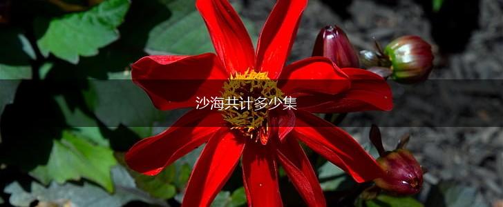 沙海共计多少集,第1张