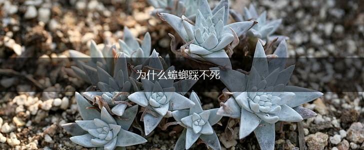 为什么蟑螂踩不死,第1张