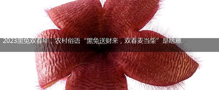 2023黑兔双春年，农村俗语“黑兔送财来，双春麦当柴”是啥意思？,第1张