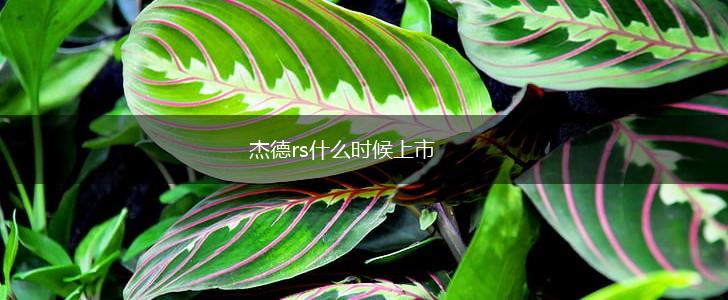 杰德rs什么时候上市,第1张