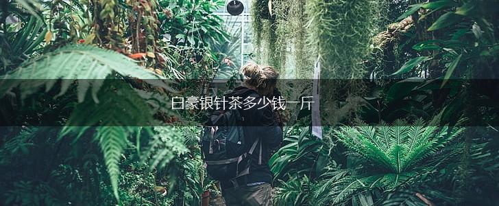 白豪银针茶多少钱一斤,第1张