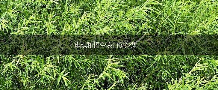 琪琪和悟空表白多少集,第1张