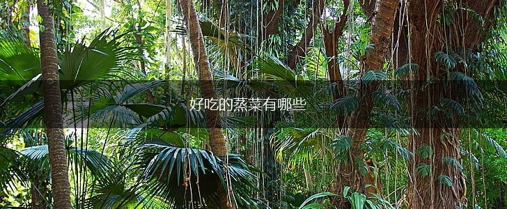 好吃的蒸菜有哪些,第1张