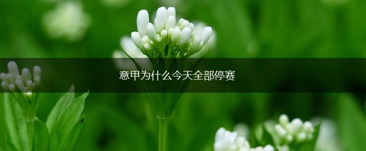 意甲为什么今天全部停赛,第1张