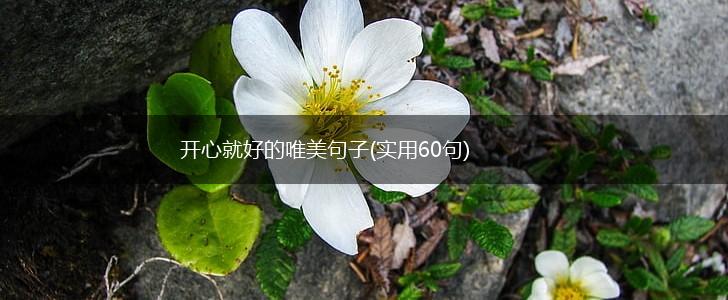 开心就好的唯美句子(实用60句),第1张