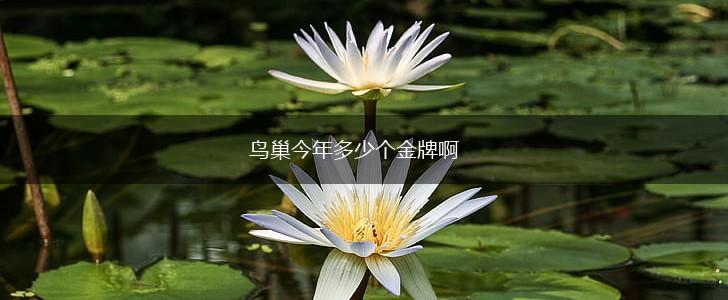 鸟巢今年多少个金牌啊,第1张