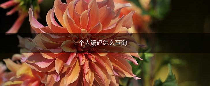 个人编码怎么查询,第1张