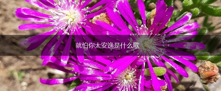 就怕你太安逸是什么歌,第1张