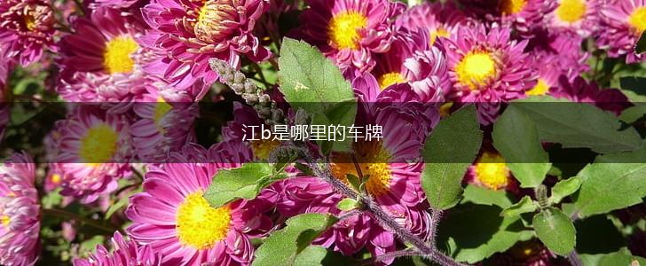 江b是哪里的车牌,第1张