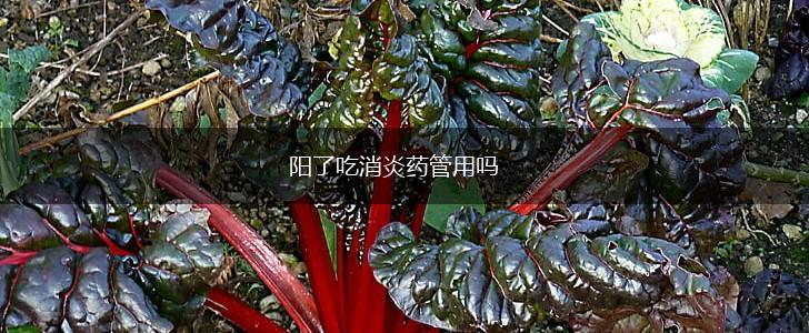 阳了吃消炎药管用吗,第1张