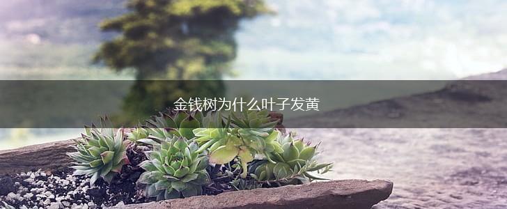 金钱树为什么叶子发黄,第1张