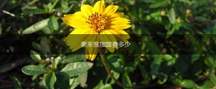 豪来客加盟费多少,第1张