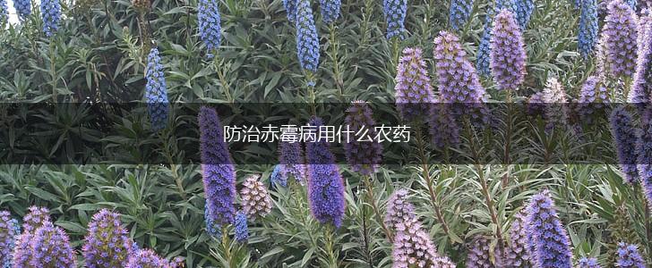防治赤霉病用什么农药,第1张
