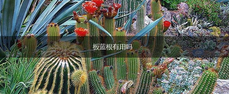 板蓝根有用吗,第1张