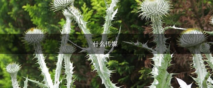 什么传媒,第1张
