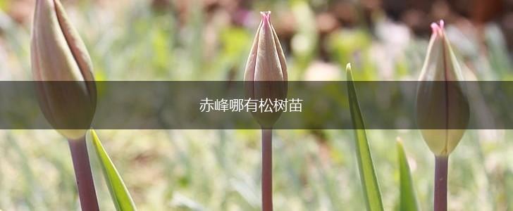赤峰哪有松树苗,第1张