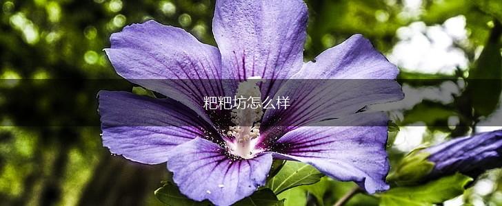 粑粑坊怎么样,第1张