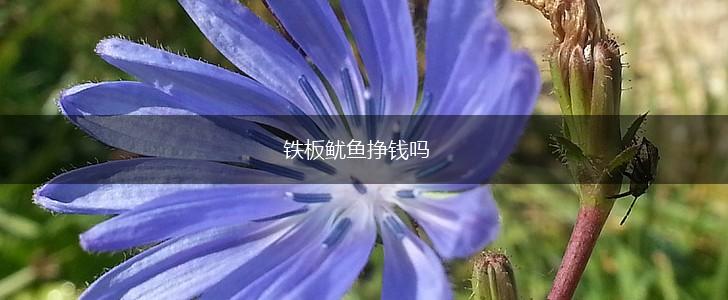 铁板鱿鱼挣钱吗,第1张