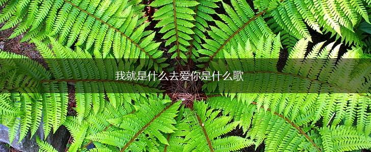 我就是什么去爱你是什么歌,第1张