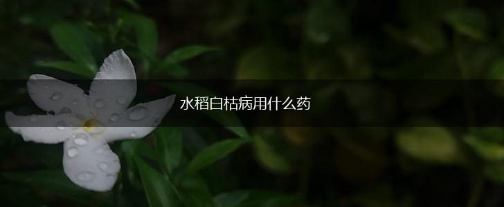 水稻白枯病用什么药,第1张