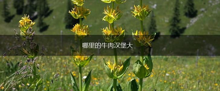 哪里的牛肉汉堡大,第1张