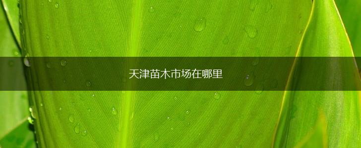 天津苗木市场在哪里,第1张