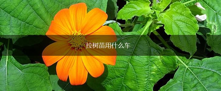 拉树苗用什么车,第1张