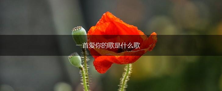 一首爱你的歌是什么歌,第1张
