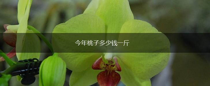 今年桃子多少钱一斤,第1张