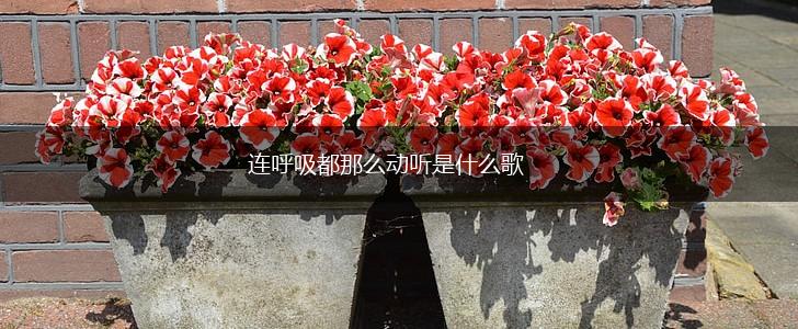 连呼吸都那么动听是什么歌,第1张