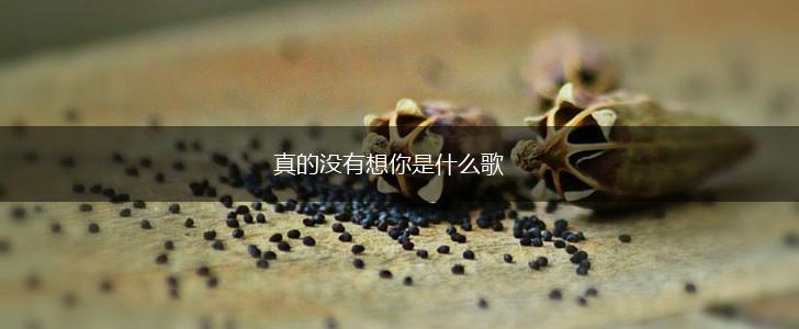 真的没有想你是什么歌,第1张