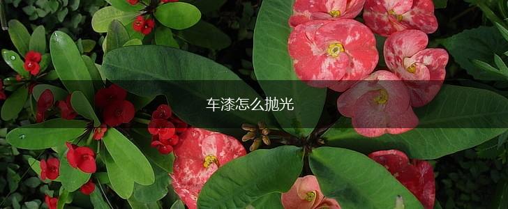 车漆怎么抛光,第1张