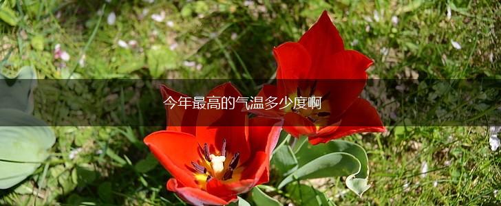 今年最高的气温多少度啊,第1张