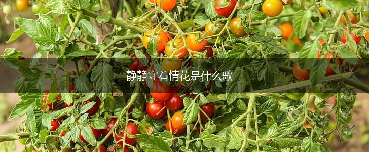 静静守着情花是什么歌,第1张