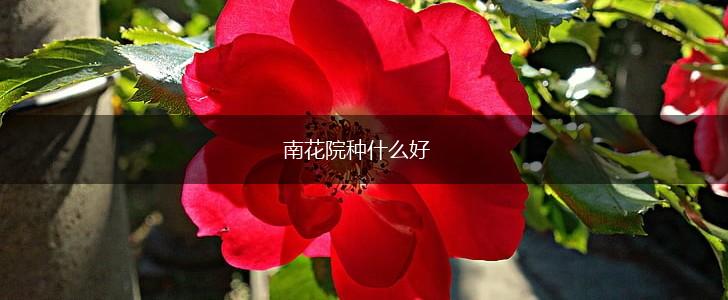 南花院种什么好,第1张