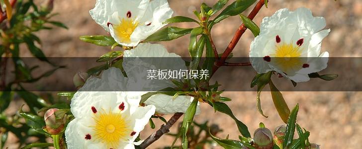 菜板如何保养,第1张