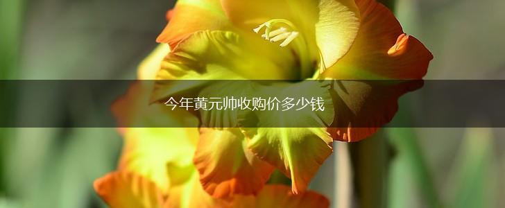 今年黄元帅收购价多少钱,第1张