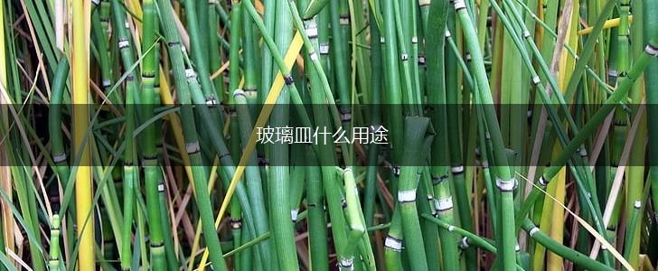玻璃皿什么用途,第1张
