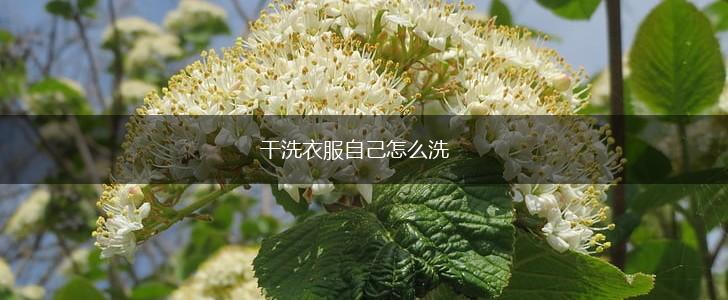 干洗衣服自己怎么洗,第1张