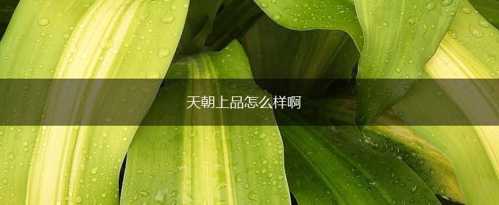 天朝上品怎么样啊,第1张