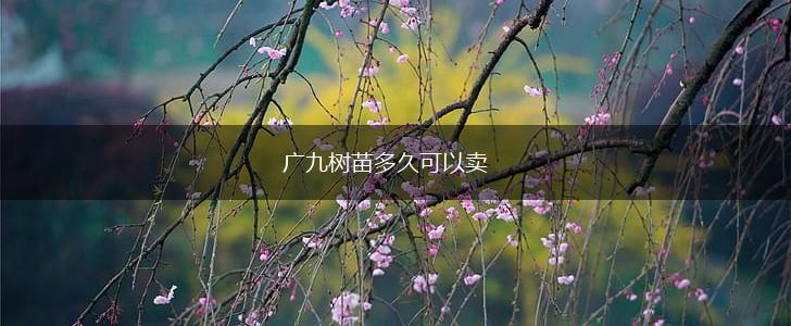 广九树苗多久可以卖,第1张
