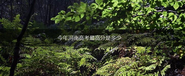今年河南高考最高分是多少,第1张