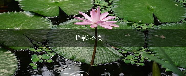 蜂巢怎么食用,第1张
